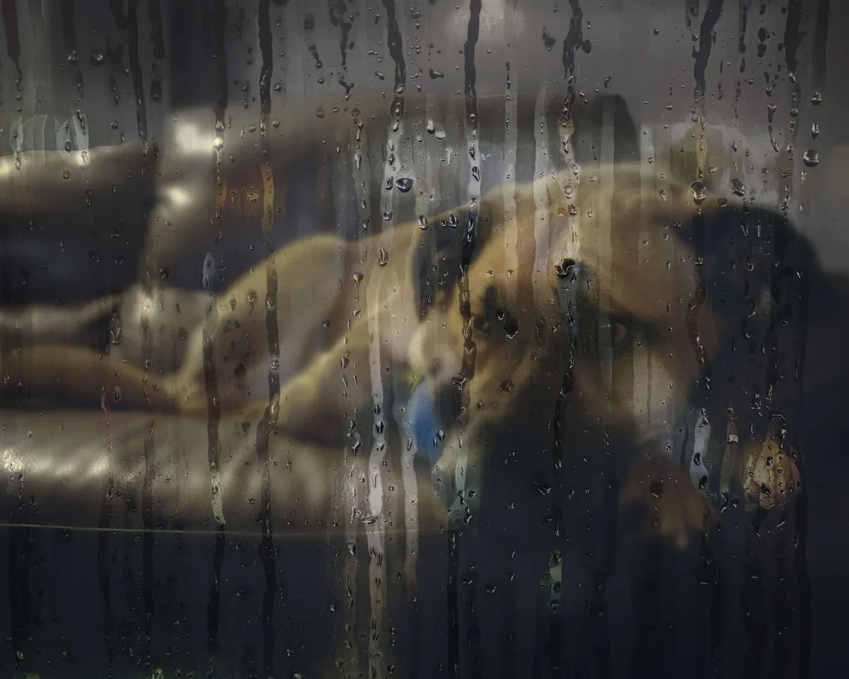 Wie Hunde bei der Bewältigung von Angstzuständen und Depressionen helfen können