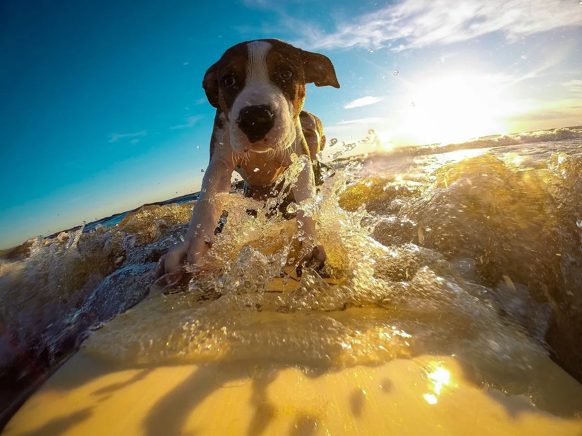 Wie man Hunde auf Reisen vorbereitet - Tipps für einen stressfreien Urlaub