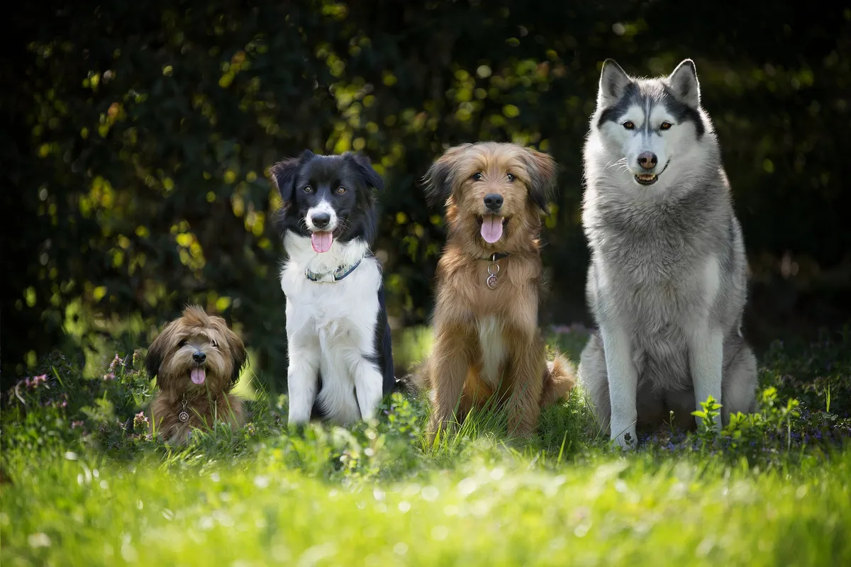 Die verschiedenen Rassen von Hunden - Welcher passt am besten zu dir?