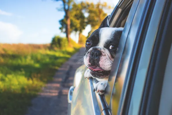 Stressfrei Autofahren mit Hund: Die ultimative Checkliste