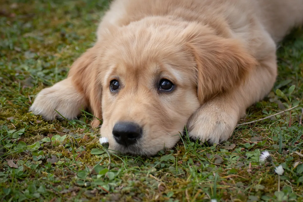 Impulskontrolle beim Hund - Die Basis für einen gelassenen Alltag