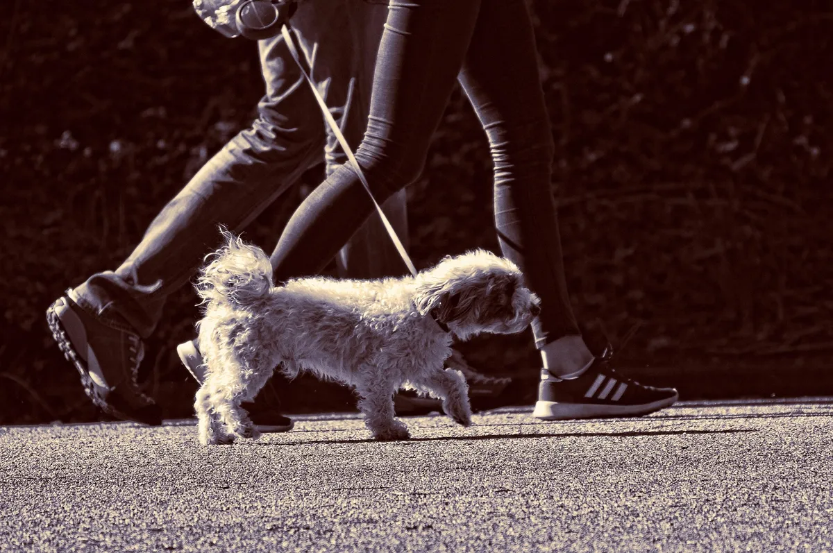 Leinenführigkeit trainieren - In 4 Schritten zum entspannten Hund
