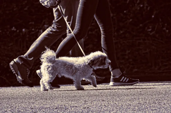 Leinenführigkeit trainieren - In 4 Schritten zum entspannten Hund